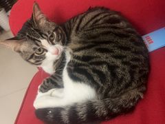 -纳吉亚猫专科动物诊疗中心(蒋宅口分院)