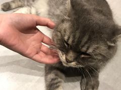 -猫儿山۰猫主题餐厅