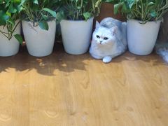 -凯德广场(武胜路店)