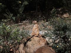 -云南野生动物园