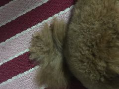 -瑞鹏宠物医院华南总院·夜诊·心脏科·骨科