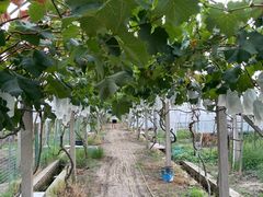 -美家乐农庄·露营·团建(大治路店)