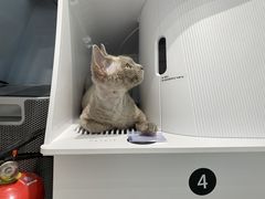 -PETKIT 小佩宠物·德文赛凯猫舍