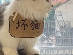 -怪兽屋·羊驼·猫咖·狗咖(俊华广场店)
