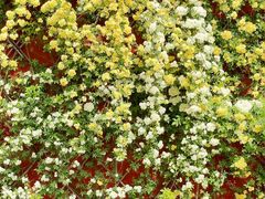 -苏州文庙(姑苏区)