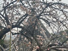-香雪海