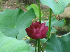 -陈家山荷花公园