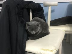 -喵的天空名猫咖啡馆·撸猫·猫舍·用品