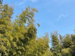 -宜兴龙背山森林公园