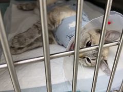 -中农国际动物医院24小时·猫科·骨科·急重症中心