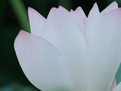 -荔湾湖公园