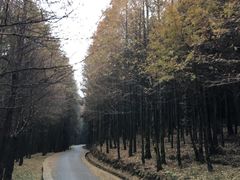 -山王坪喀斯特国家生态公园