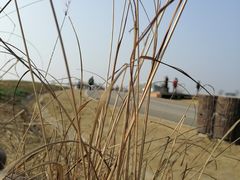 -空港花田景区
