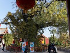 -大槐树寻根祭祖园