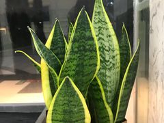 -DOPAMINE多巴胺·甜品面包·生日蛋糕(国贸店)