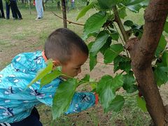 -御林古桑园