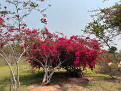 -中国科学院西双版纳热带植物园