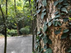 -中山市树木园