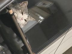 -美联众合动物医院·24h转诊中心