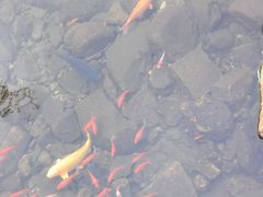 -无染寺