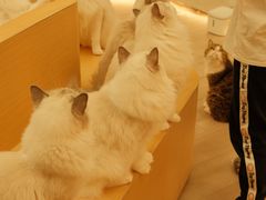 -瞄一喵猫咖(格力海岸店)