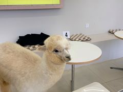 -怪兽屋·羊驼·猫咖·狗咖(俊华广场店)