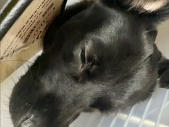 -艾贝尔宠物医院 ·中兽医·宠保定点(北门桥店)