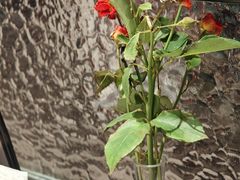 -将相和·海鲜蒸饺大连菜