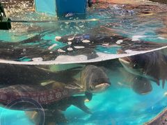 -魏铭鱼头捞饭(晋阳路店)