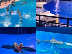 -珠海长隆海洋王国