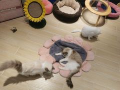 -momokira米努特·德文卷毛猫·棉花面纱犬