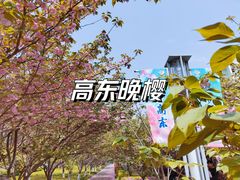 -高东镇樱花园