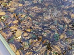 -集品鲜湾·蒸汽海鲜自助料理(青岛银座和谐广场店)