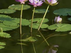 -国家植物园南园