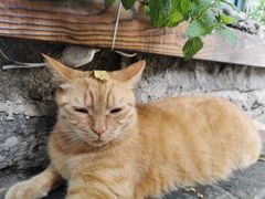 -喵屿·大理花园猫咖