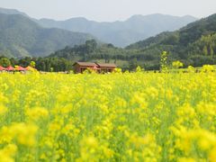 -新建村梅花