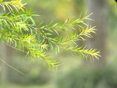 -白鹭湾湿地公园