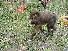 -哈尔滨北方森林动物园