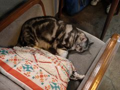 -咖法森林·咖啡  酒吧(天河店)