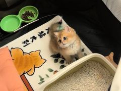 -猫十亿·布偶金渐层·曼基康矮脚猫舍(青年路店)