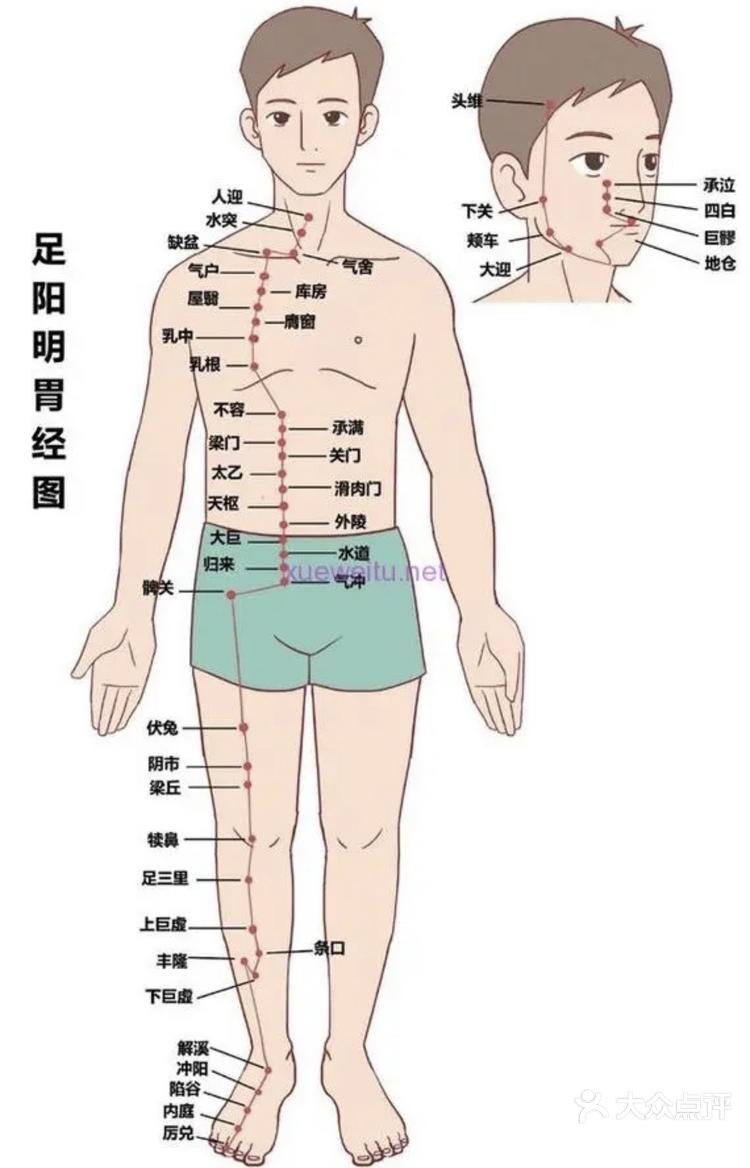 胃经的主治和作用