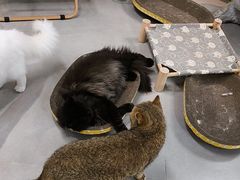 -Heymao猫咖.咖啡厅(东门店)