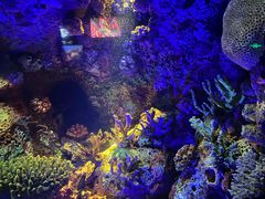 -上海海洋水族馆