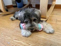 -翊宠yipet猫狗购宠庄园犬舍•猫舍