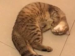 -pd派德宠物中心医院24H急重症·眼科中心·血液透析中心(嵩山北路店)