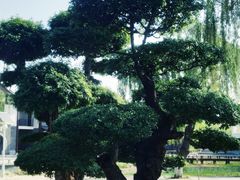 -济南国际园博园