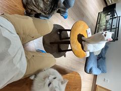 -有猫主题·治愈系猫咖(曾厝垵店)