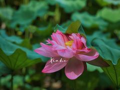 -陈家山荷花公园