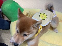 -逗柴咖啡屋·狗咖猫咖宠物桌游