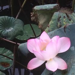 点击看大图 -云湖游乐园